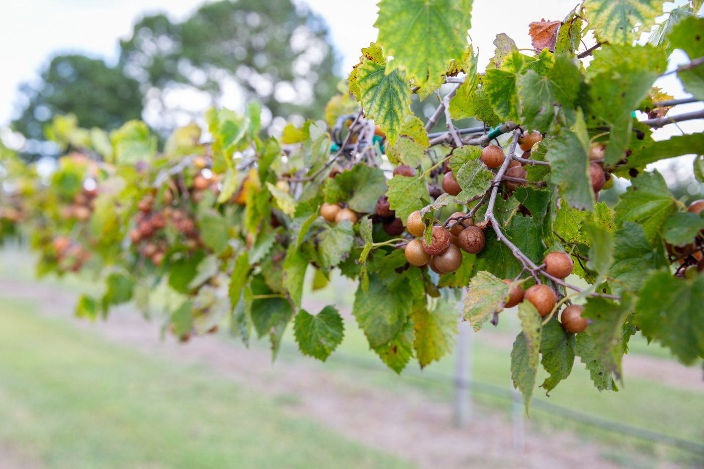 Americus grape stomp highlights agriculture