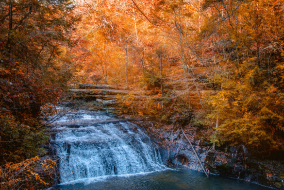 Building an Autumn Nature Journal: A Workshop in Watercolor & Ink (with the  Land Trust of North Alabama) - alabamanaturejournalclub